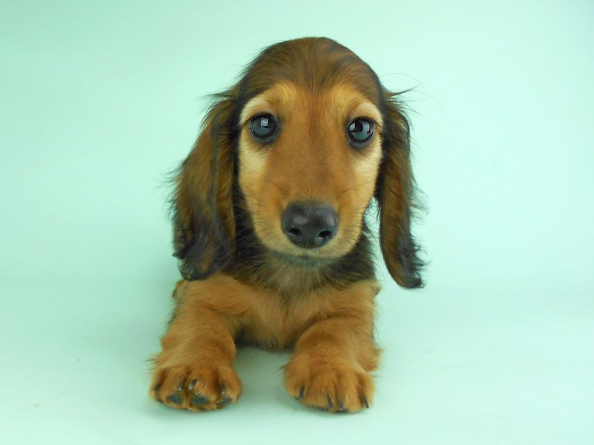 カニンヘンダックス オーロラ & たけるの子犬 レッド 男の子（2）