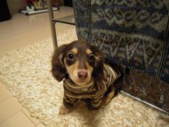 カニンヘンダックス チョコ&クリーム ジオン君 カニンヘンダックス チョコ&クリーム ジオン君