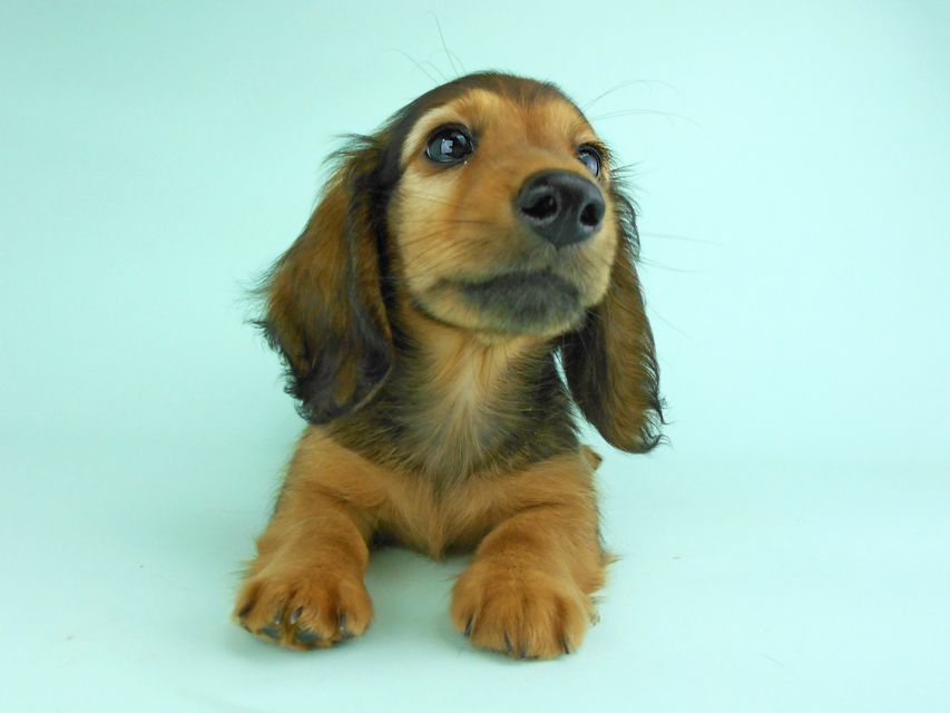 カニンヘンダックス オーロラ & たけるの子犬 レッド 男の子（2）