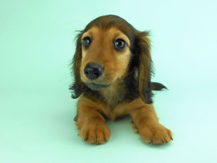 カニンヘンダックス オーロラ & たけるの子犬 レッド 男の子（2）