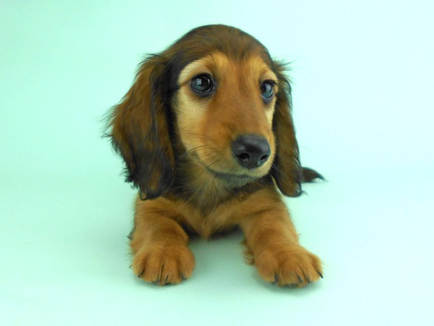 カニンヘンダックス オーロラ & たけるの子犬 レッド 男の子（2）