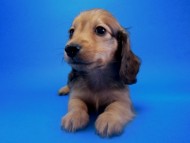 カニンヘン 子犬 シェーデットクリーム　東京都・Ｉ様