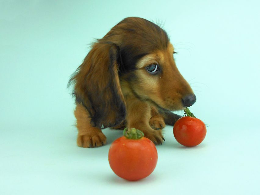 カニンヘンダックス オーロラ & たけるの子犬 レッド 男の子（2）