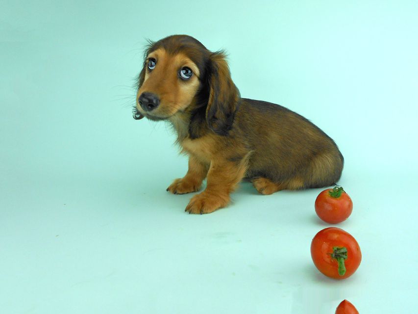 カニンヘンダックス オーロラ & たけるの子犬 レッド 男の子（2）