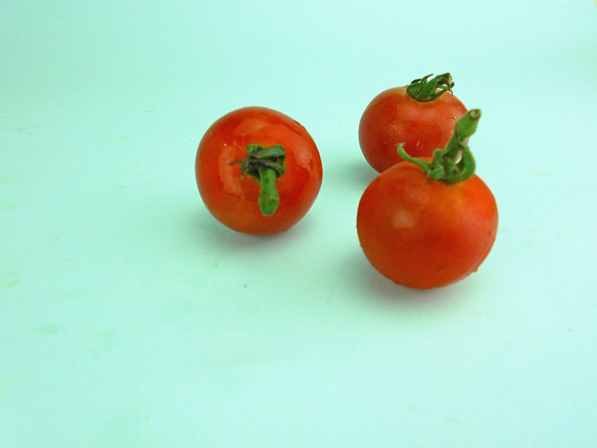 カニンヘンダックス オーロラ & たけるの子犬 レッド 男の子（2）