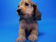 カニンヘン 子犬 シェーデットクリーム　東京都・Ｉ様