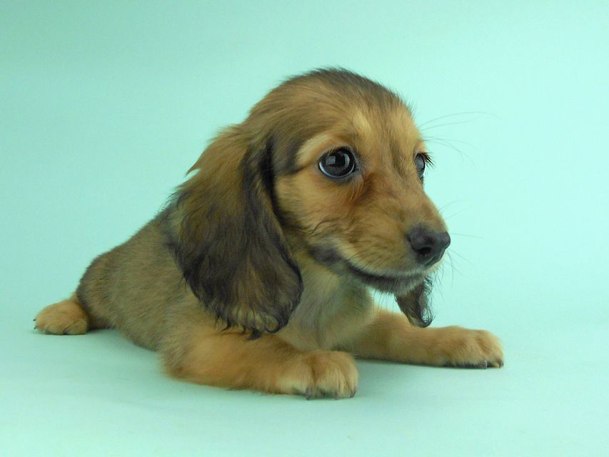 カニンヘンダックス オーロラ & たけるの子犬 イエロー（クリーム） 女の子