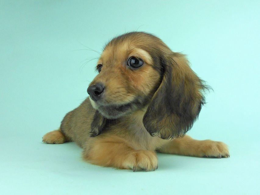 カニンヘンダックス オーロラ & たけるの子犬 イエロー（クリーム） 女の子