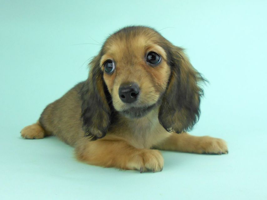 カニンヘンダックス オーロラ & たけるの子犬 イエロー（クリーム） 女の子