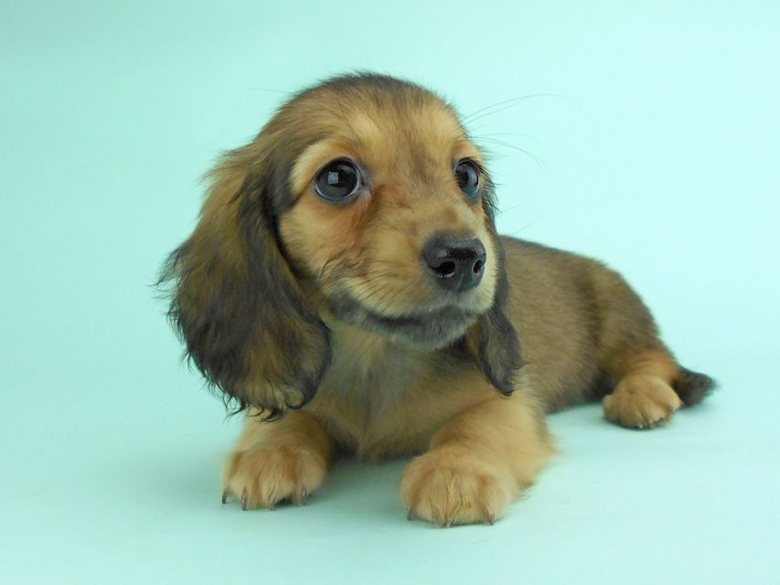 カニンヘンダックス オーロラ & たけるの子犬 イエロー（クリーム） 女の子