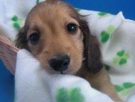 カニンヘン 子犬 シェーデットクリーム　東京都・Ｉ様