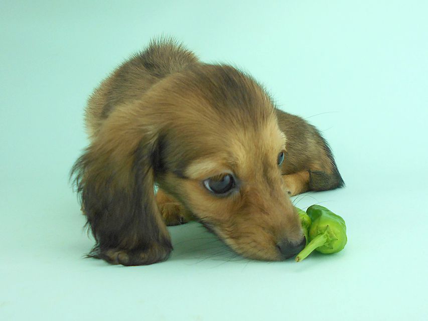 カニンヘンダックス オーロラ & たけるの子犬 イエロー（クリーム） 女の子