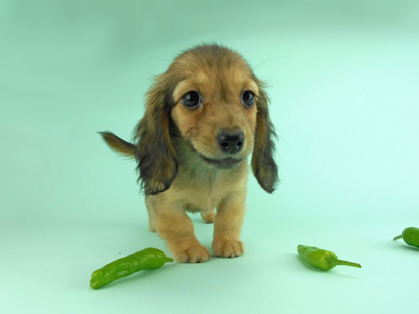 カニンヘンダックス オーロラ & たけるの子犬 イエロー（クリーム） 女の子