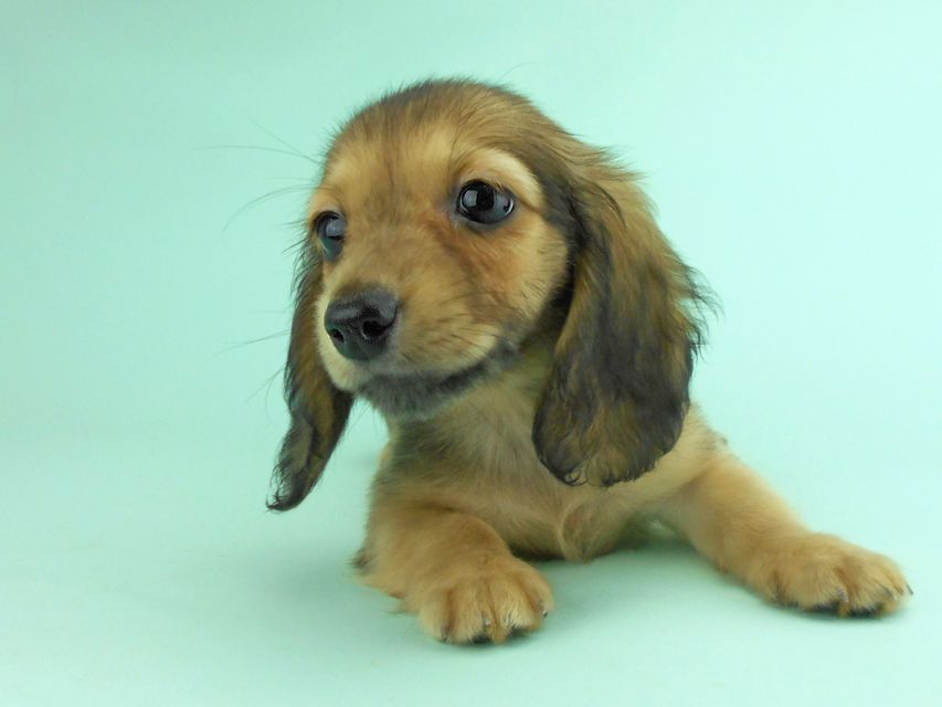 カニンヘンダックス オーロラ & たけるの子犬 イエロー（クリーム） 女の子