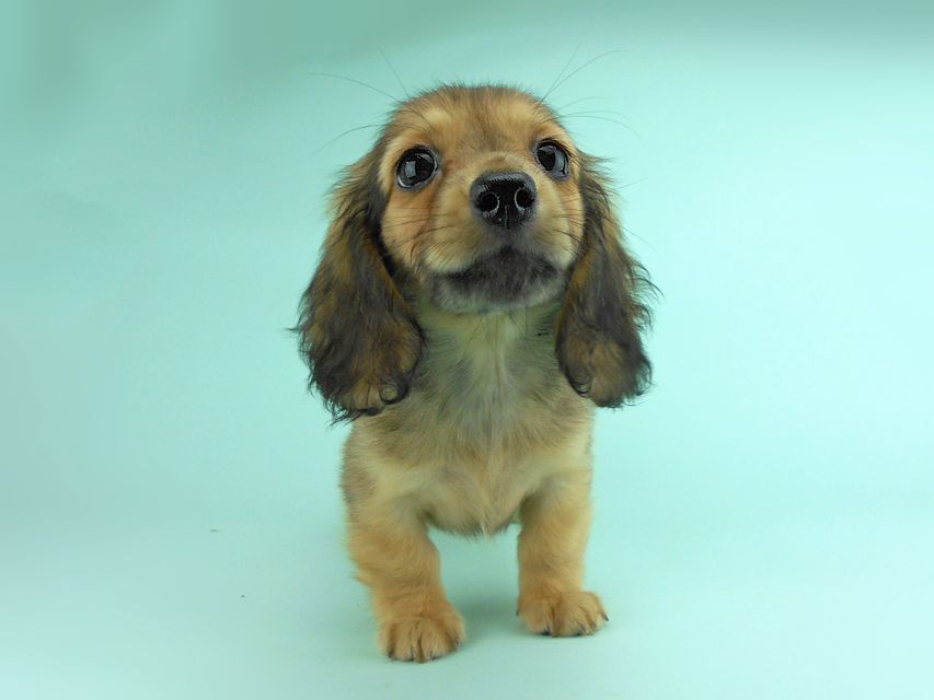 カニンヘンダックス オーロラ & たけるの子犬 イエロー（クリーム） 女の子