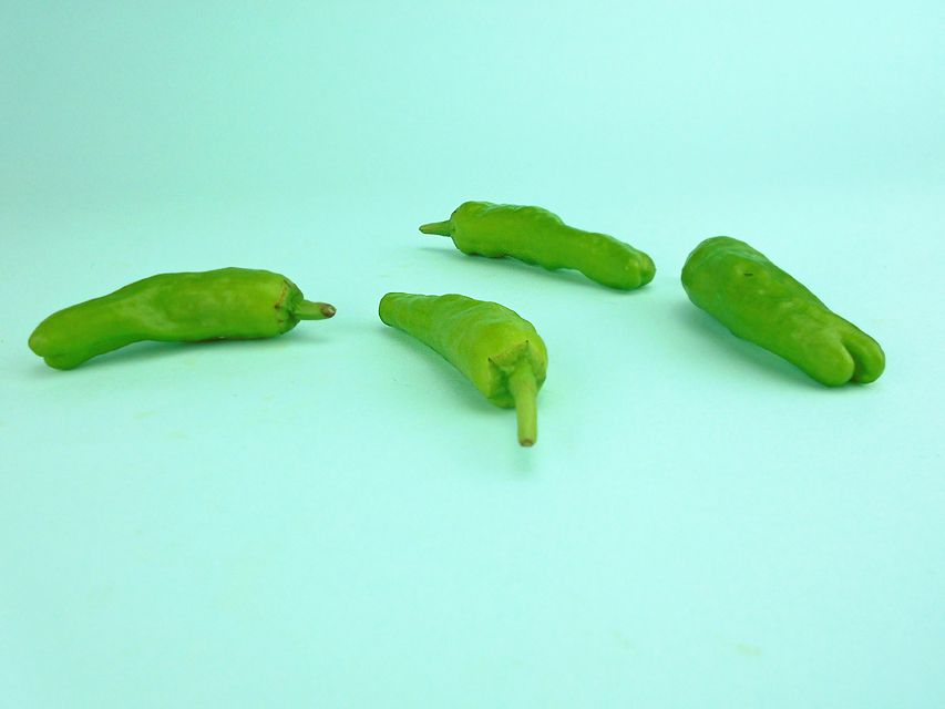 カニンヘンダックス オーロラ & たけるの子犬 イエロー（クリーム） 女の子