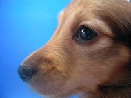 カニンヘン 子犬 シェーデットクリーム　東京都・Ｉ様