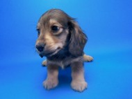 カニンヘン 子犬 シェーデットクリーム 男の子 ユジンの赤ちゃん 11/16生まれ