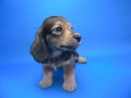 カニンヘン 子犬 シェーデットクリーム 男の子 ユジンの赤ちゃん 11/16生まれ カニンヘン 子犬 シェーデットクリーム 男の子 ユジンの赤ちゃん 11/16生まれ