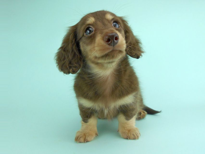 カニンヘンダックス アンhb & オセロ君の子犬 チョコイエロー（チョコクリーム） 女の子