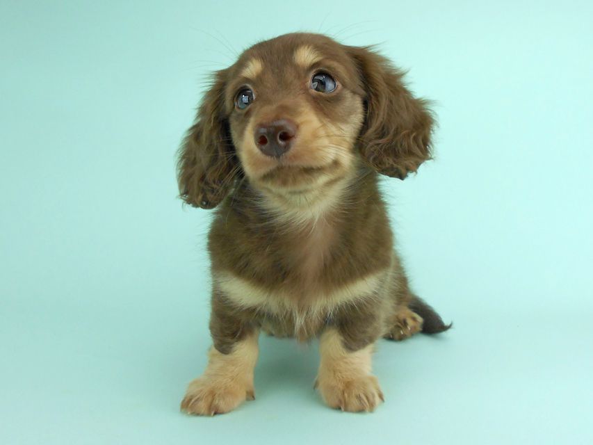 カニンヘンダックス アンhb & オセロ君の子犬 チョコイエロー（チョコクリーム） 女の子