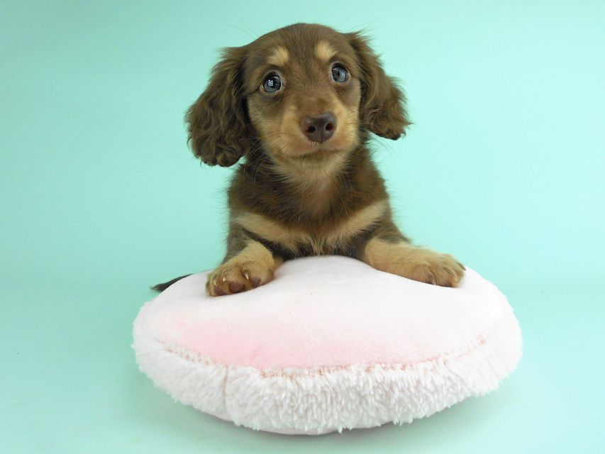 カニンヘンダックス アンhb & オセロ君の子犬 チョコイエロー（チョコクリーム） 女の子