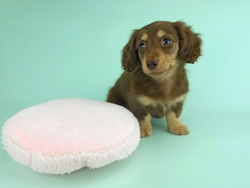 カニンヘンダックス アンhb & オセロ君の子犬 チョコイエロー（チョコクリーム） 女の子