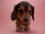 カニンヘン 子犬 シェーデットクリーム 男の子 ユジンの赤ちゃん 11/16生まれ