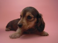 カニンヘン 子犬 シェーデットクリーム 男の子 ユジンの赤ちゃん 11/16生まれ カニンヘン 子犬 シェーデットクリーム 男の子 ユジンの赤ちゃん 11/16生まれ