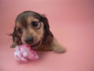 カニンヘン 子犬 シェーデットクリーム 男の子 ユジンの赤ちゃん 11/16生まれ