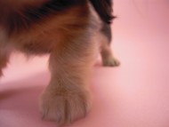 カニンヘン 子犬 シェーデットクリーム 男の子 ユジンの赤ちゃん 11/16生まれ