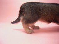 カニンヘン 子犬 シェーデットクリーム 男の子 ユジンの赤ちゃん 11/16生まれ カニンヘン 子犬 シェーデットクリーム 男の子 ユジンの赤ちゃん 11/16生まれ