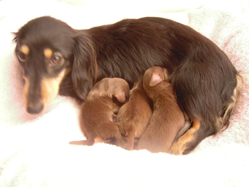 カニンヘンのイブが1月7日ダックスフンド子犬を出産しました。