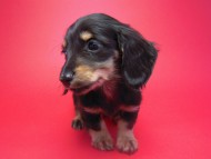 カニンヘン 子犬 ブラック&クリーム 男の子 しずるの赤ちゃん 11/18生まれ カニンヘン 子犬 ブラック&クリーム 男の子 しずるの赤ちゃん 11/18生まれ