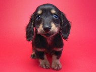 カニンヘン 子犬 ブラック&クリーム 男の子 しずるの赤ちゃん 11/18生まれ カニンヘン 子犬 ブラック&クリーム 男の子 しずるの赤ちゃん 11/18生まれ