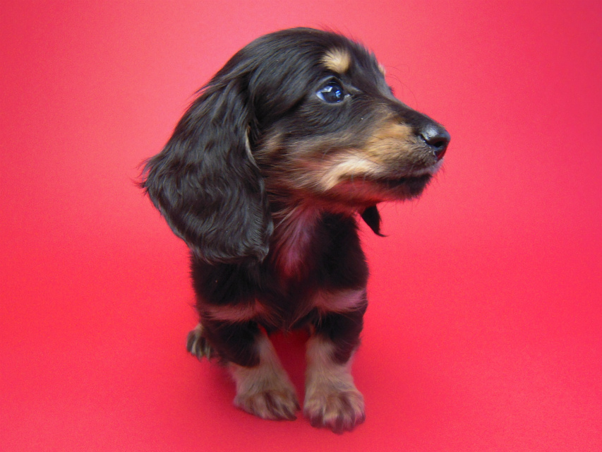 カニンヘン 子犬 ブラック&クリーム 男の子 しずるの赤ちゃん 11/18生まれ カニンヘン 子犬 ブラック&クリーム 男の子 しずるの赤ちゃん 11/18生まれ