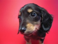 カニンヘン 子犬 ブラック&クリーム 男の子 しずるの赤ちゃん 11/18生まれ カニンヘン 子犬 ブラック&クリーム 男の子 しずるの赤ちゃん 11/18生まれ