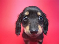 カニンヘン 子犬 ブラック＆クリーム 男の子 しずるの赤ちゃん 11/18生まれ