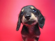 カニンヘン 子犬 ブラック&クリーム 男の子 しずるの赤ちゃん 11/18生まれ カニンヘン 子犬 ブラック&クリーム 男の子 しずるの赤ちゃん 11/18生まれ