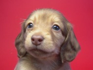 カニンヘン 子犬 クリーム　男の子 ベルサスの赤ちゃん　12/3生まれ