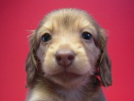 カニンヘン 子犬 クリーム　男の子 ベルサスの赤ちゃん　12/3生まれ