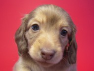 カニンヘン 子犬 クリーム　男の子 ベルサスの赤ちゃん　12/3生まれ