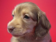 カニンヘン 子犬 クリーム　男の子 ベルサスの赤ちゃん　12/3生まれ