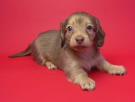 カニンヘン 子犬 クリーム　男の子 ベルサスの赤ちゃん　12/3生まれ