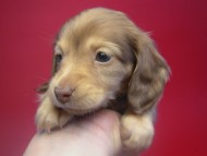 カニンヘン 子犬 クリーム 女の子 ベルサスの赤ちゃん 12/3生まれ カニンヘン 子犬 クリーム 女の子 ベルサスの赤ちゃん 12/3生まれ