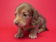 カニンヘン 子犬 クリーム 女の子 ベルサスの赤ちゃん 12/3生まれ カニンヘン 子犬 クリーム 女の子 ベルサスの赤ちゃん 12/3生まれ