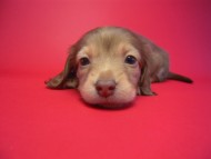 カニンヘン 子犬 クリーム 女の子 ベルサスの赤ちゃん 12/3生まれ カニンヘン 子犬 クリーム 女の子 ベルサスの赤ちゃん 12/3生まれ