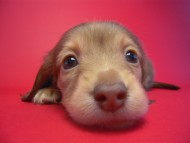 カニンヘン 子犬 クリーム　女の子 ベルサスの赤ちゃん　12/3生まれ