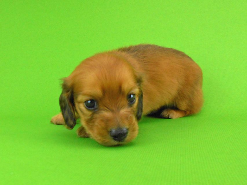 カニンヘンダックスフンド トマト & クッキーの子犬 レッド 男の子DSCN1557 カニンヘンダックスフンド トマト & クッキーの子犬 レッド 男の子