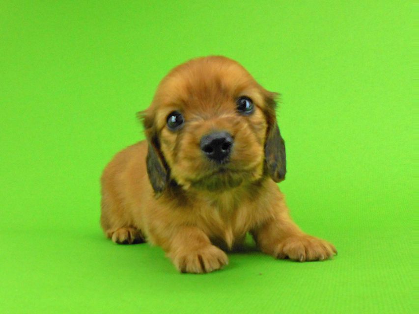 カニンヘンダックスフンド トマト & クッキーの子犬 レッド 男の子DSCN1558 カニンヘンダックスフンド トマト & クッキーの子犬 レッド 男の子